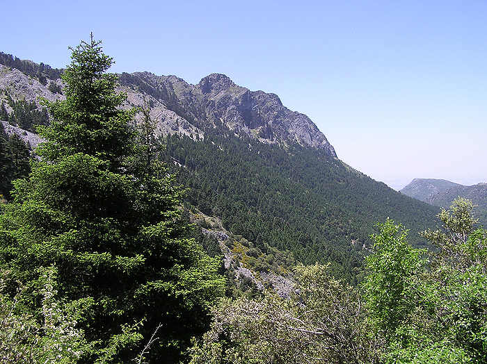 A pinsapo pine in the Grazalema Nature Park. (96k)