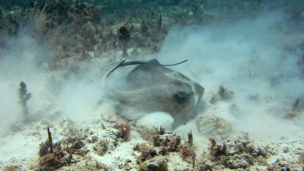 Another stingray, rooting around in the sand at Roads, Sandy Island.