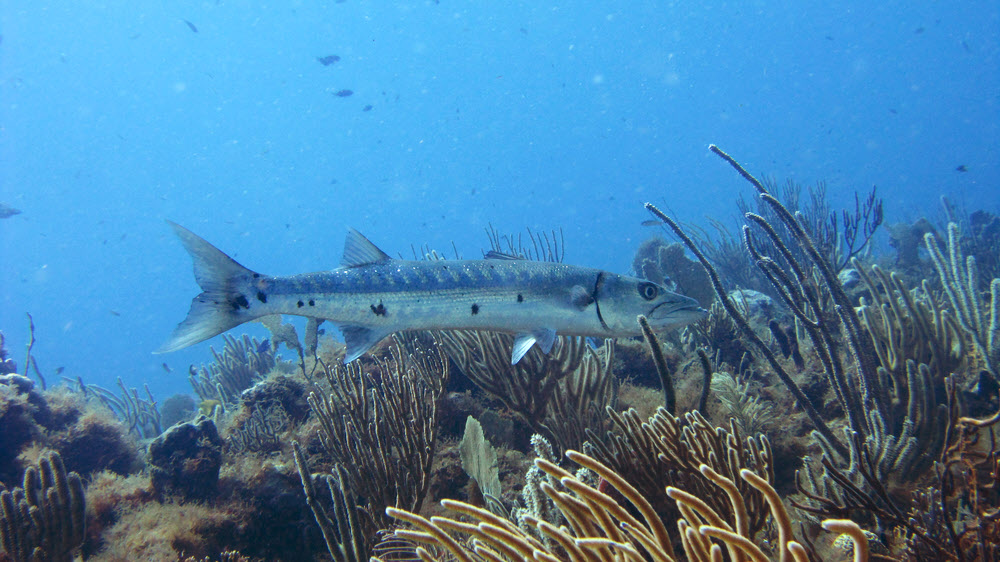 Great Barracuda (Sphyraena barracuda) at Mary's Cay, Cades Reef.