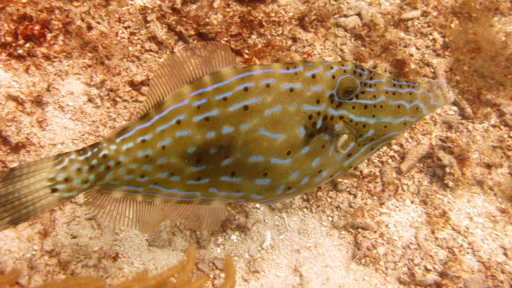 Scrawled filefish (Aluterus scriptus) at Ridge, Sandy Island.