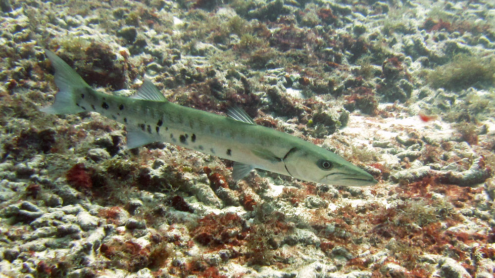 Another Great Barracuda assesses my edibility at Billy's Grotto, directly off Dickensons Bay.