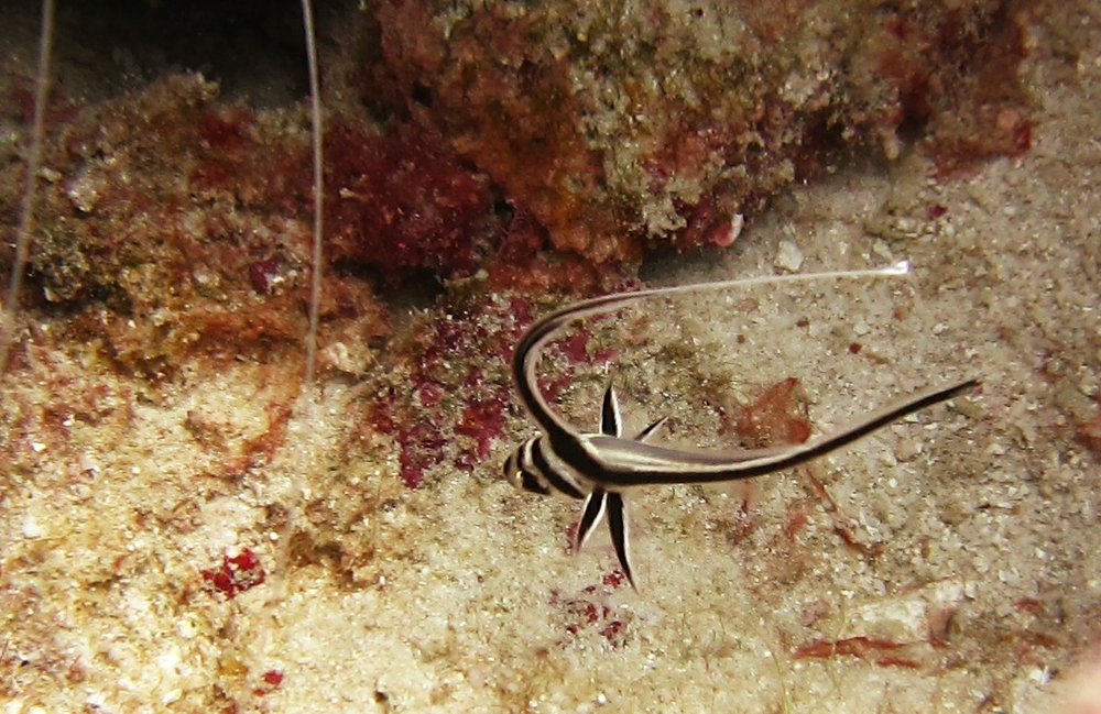A tiny, and much less common, Jackknife fish (Equetus lanceolatus) at Sponge Reef.
