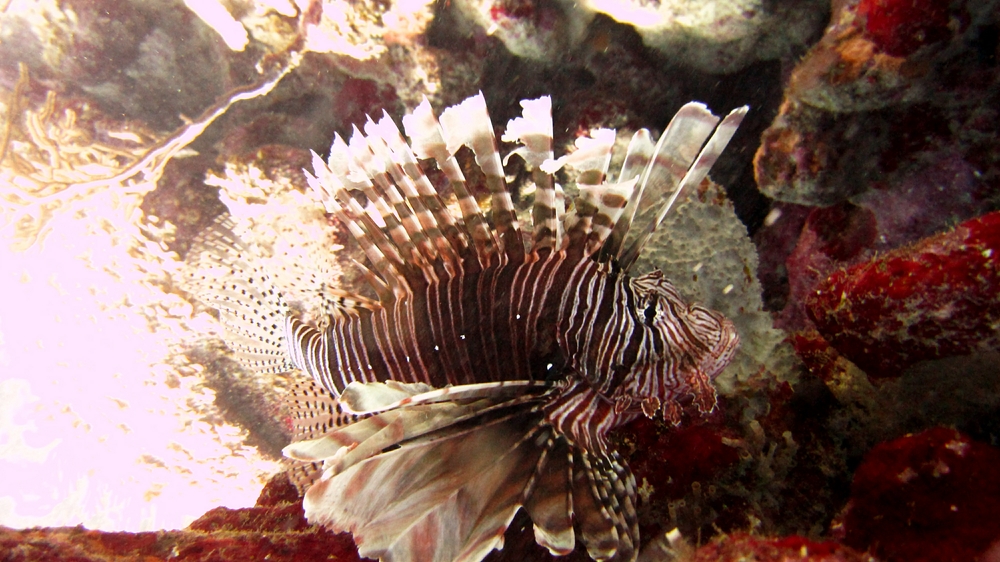 On Sundays, the dive leaders go out hunting Common Lionfish (Pterois volitans), this one at Fingers, because they are an invasive 
						species and eat all the other reef fish