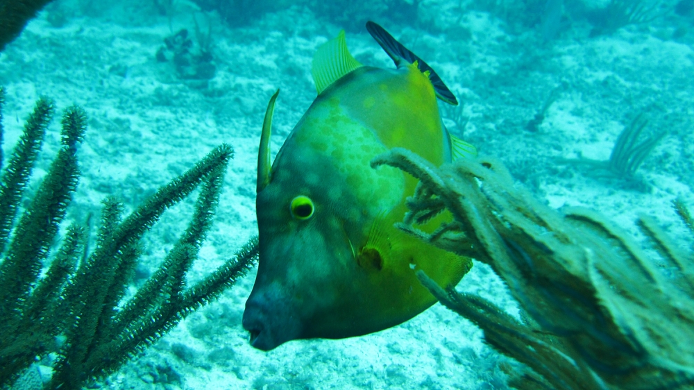 And next, a Whitespotted Filefish (Cantherhines macrocerus) at Harbour Reef.