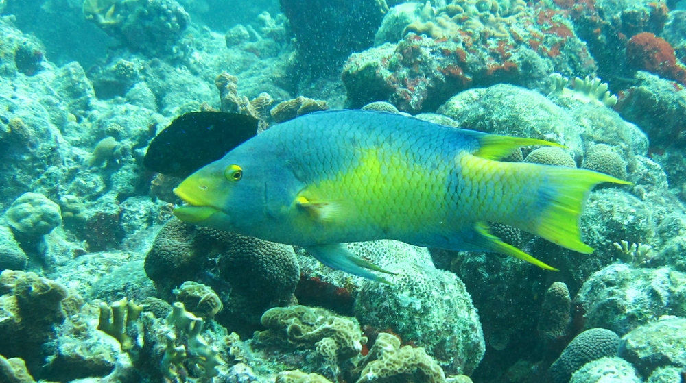 Spanish Hogfish (Bodianus rufus), this one at Harbour Reef, are highly variable in colour.