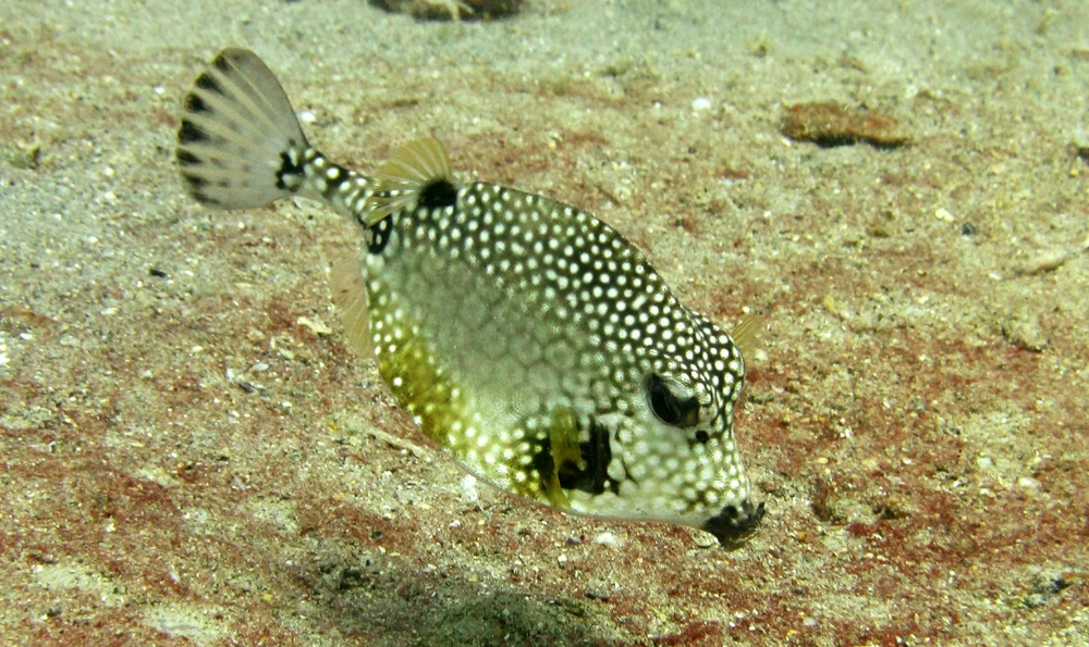 ...and this is a Smooth Trunkfish (Lactophrys triqueter) near the Antilla wreck.