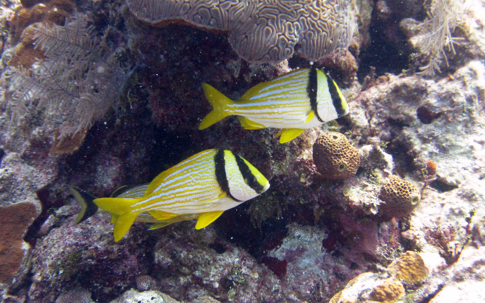 Porkfish (Anisotremus virginicus) at Grouper Haven.