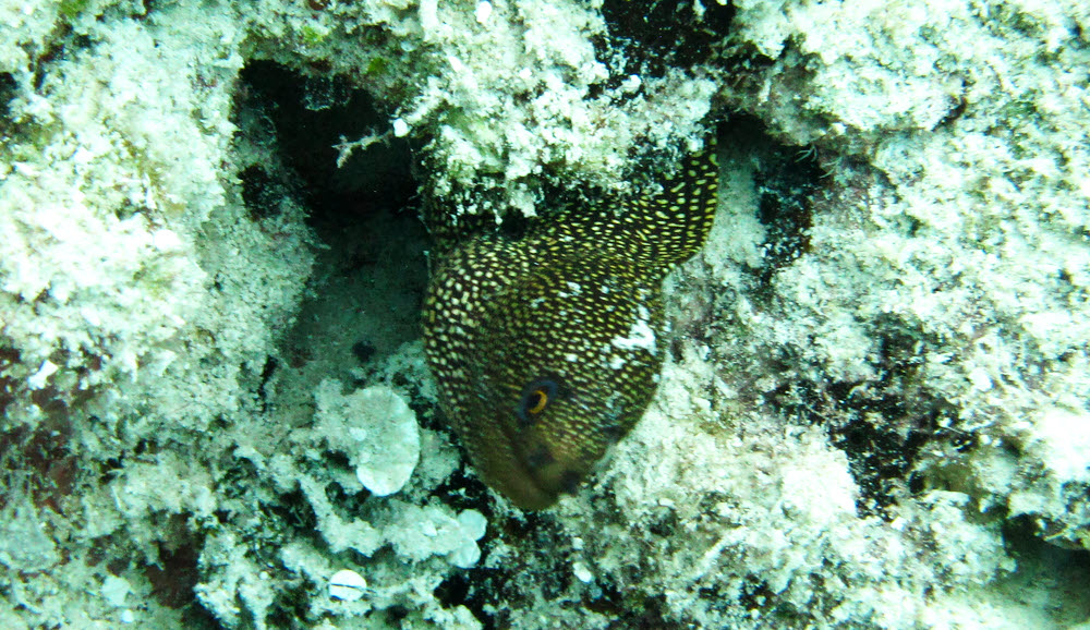A couple of Moray eels: first a tiny, slightly out of focus Goldentail Moray (Gymnothorax miliaris).