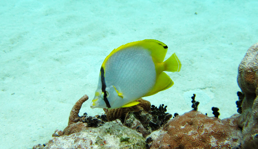 Spotfin butterflyfish (Chaetodon ocellatus).
