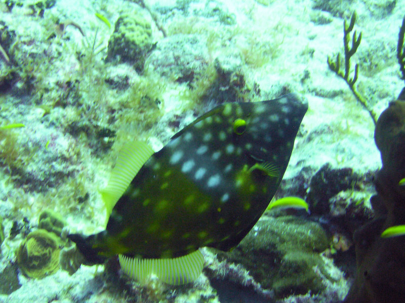White-spotted filefish.�They can change colour, making the spots almost disappear.  (171k)