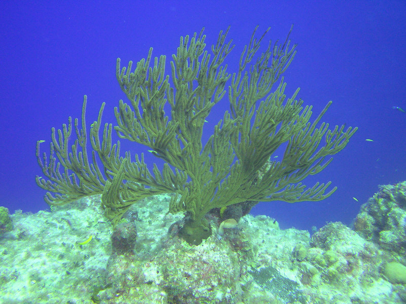 Corals wave gently in the current at the edge of the drop-off, Eel Garden.   (179k)