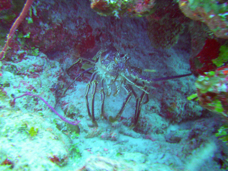 A Spiny Lobster lurks under a coral outcrop. (187k)