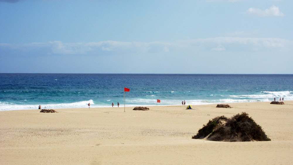 Bathing safety flags fly at regular intervals along the beach amongst the windbreaks. (139k)