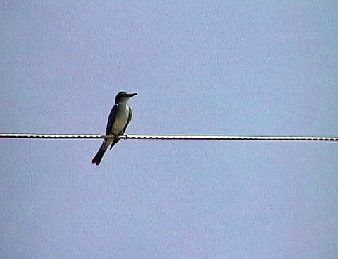 Kingbird by the road outside the hotel