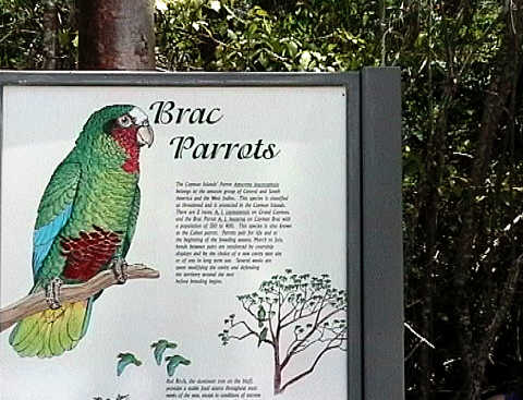 This was the best view we had of the rare Brac Parrot. Beautiful plumage...