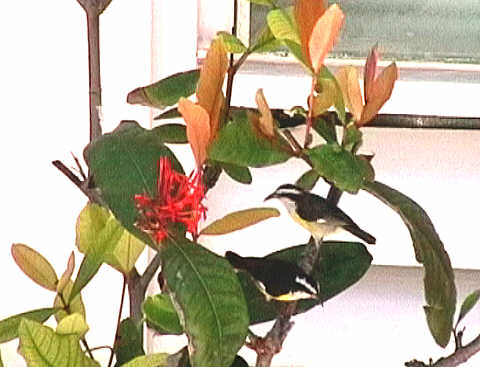 Bananaquits in the hotel grounds