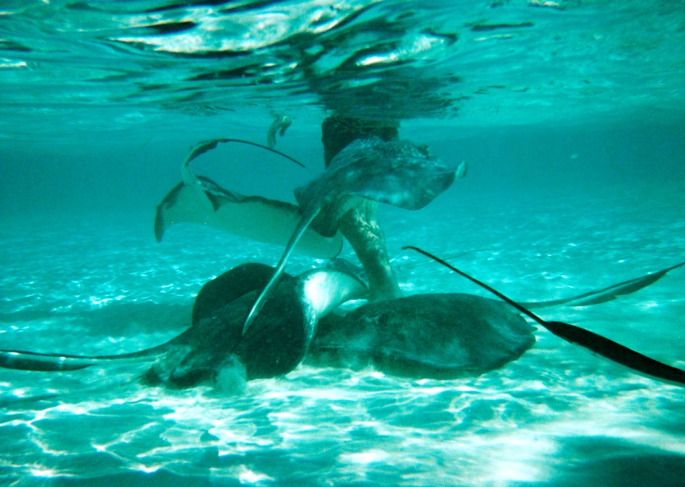 Stingrays rub up against your legs in the waist-deep water
