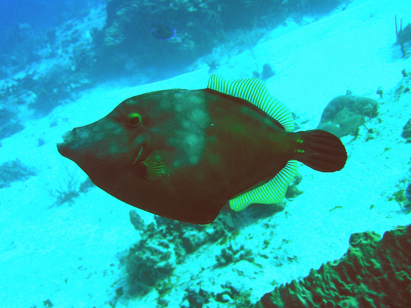 A Whitespotted filefish, Cantherhines macroceros, at Palencar Gardens.  (97k)