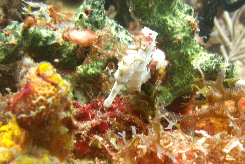 The same sea horse, viewed from above. 