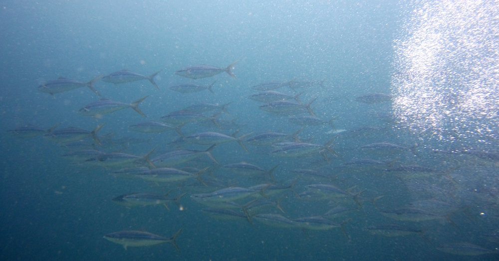 A school of tuna or mackerel of some sort swim past in the blue at Purple Sand. 