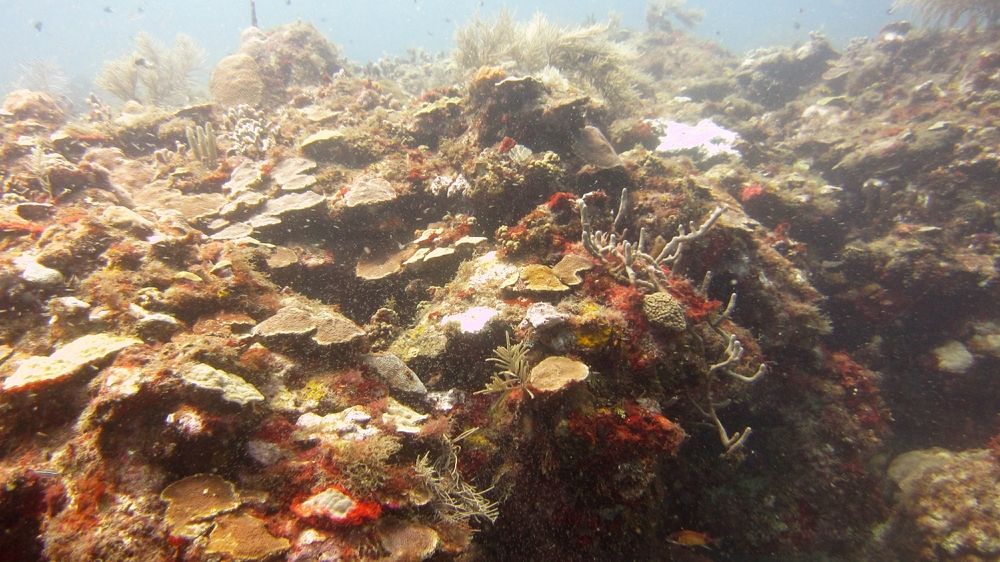 The reefs in St George's Bay are colourful and healthy.
