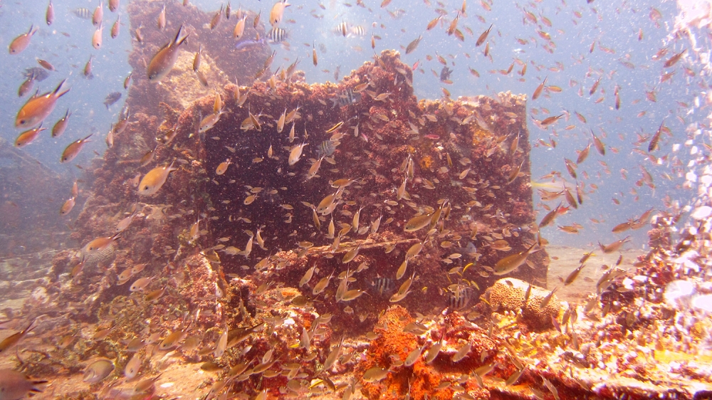 Lots of reef fish congregate on the Veronica L wreck.