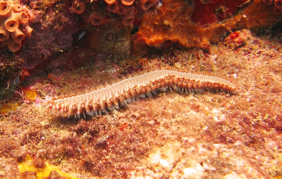 There were lots of Bearded Fireworms (Hermodice carunculata) on the wreck. Don't touch - they burn intensely.