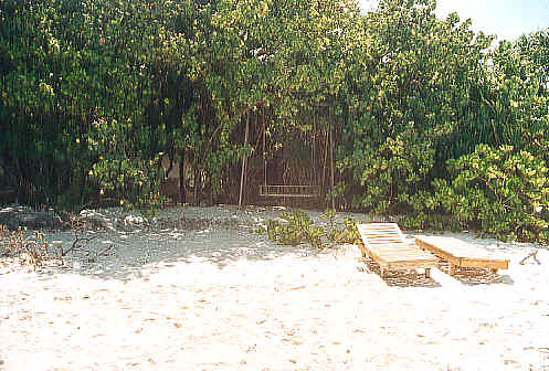The swing outside our room (in the trees). (34k)