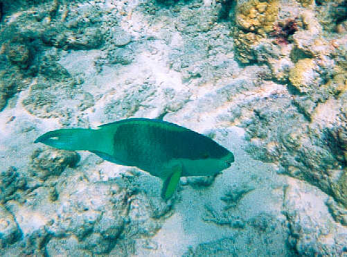 Daisy Parrotfish (47k)