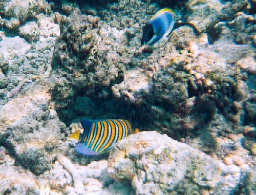 Empress or Regal Angelfish (36k)