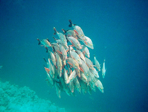 Humpback Red Snappers (36k)