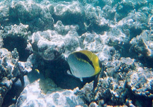 Lined Butterflyfish (41k)