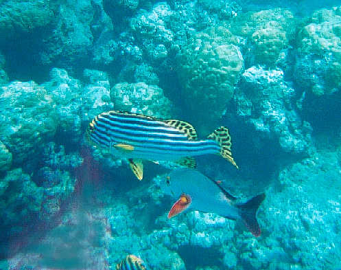 Oriental Sweetlips and a Humpback Red Snapper. (41k)