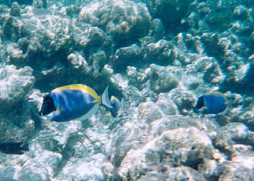 Powder-blue Surgeonfish (32k)