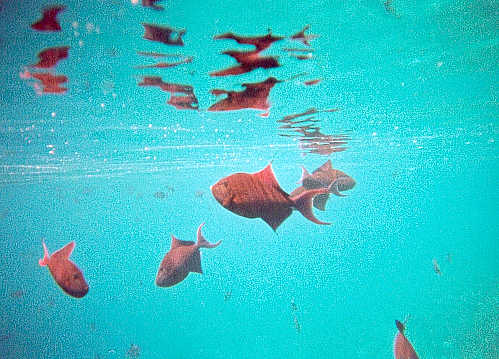 Red-tooth Triggerfish (37k)