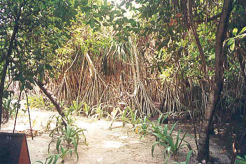 Luxuriant undergrowth by the path near the Serena Spa. (38k)