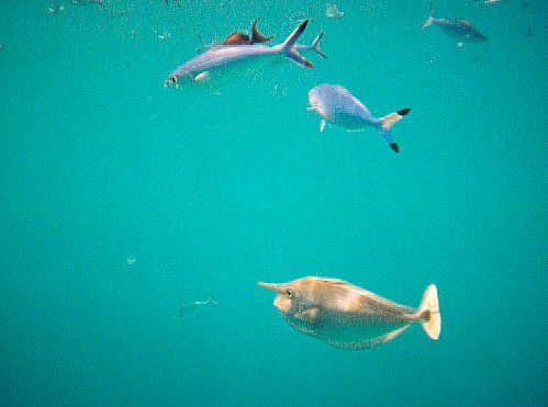 A Unicornfish (15k)