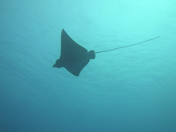 Spotted Eagle Ray.  (51k)