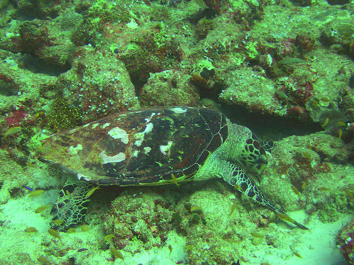 A Hawksbill Turtle feeds unconcernedly on the reef.  (120k)
