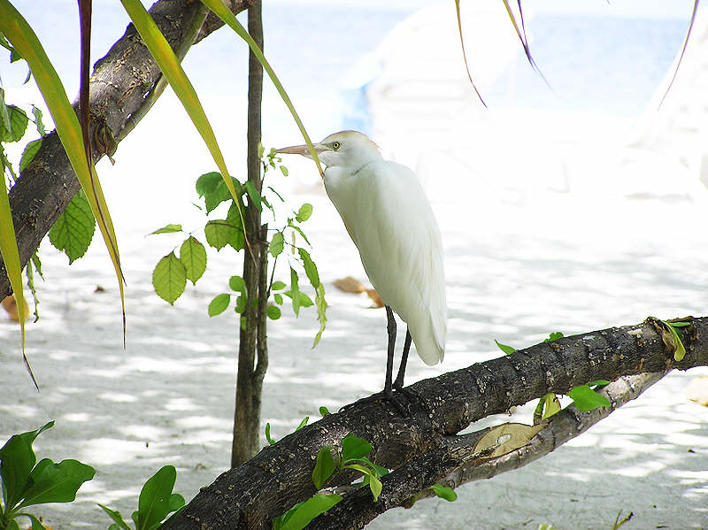 This cattle egret was a regular visitor to the beach outside the restaurant.   (82k)