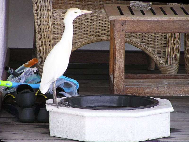 The egret's only source of fresh water is the foot-baths on the verandahs.�Yeuk.  (97k)