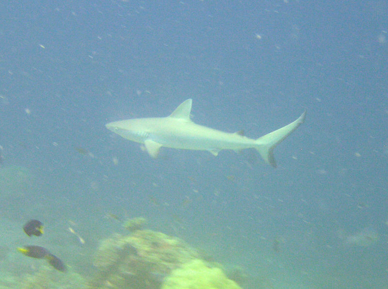 Grey reef shark at Mas Tilla.  (98k)