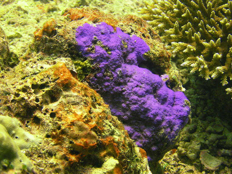 Colourful corals on the reef top at Mas Tilla.  (136k)