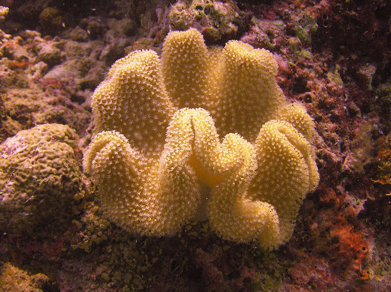 Pretty soft coral of some kind - do write and let me know what it is if you recognise it.  (107k)