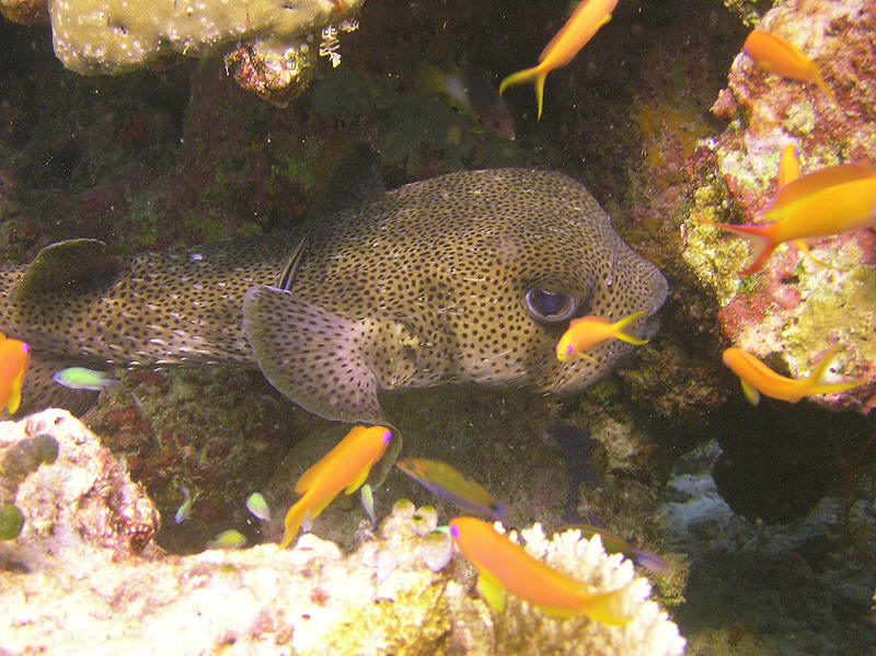 Porcupinefish (note the spines on the long tail) of some kind, hiding under a coral outcrop.  (130k)