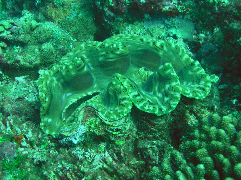Giant clam about 40 cm long. (148k)