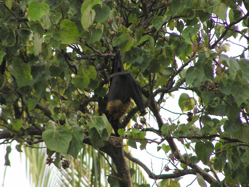 Fruit bat dangling from the trees behind our room.  (131k)
