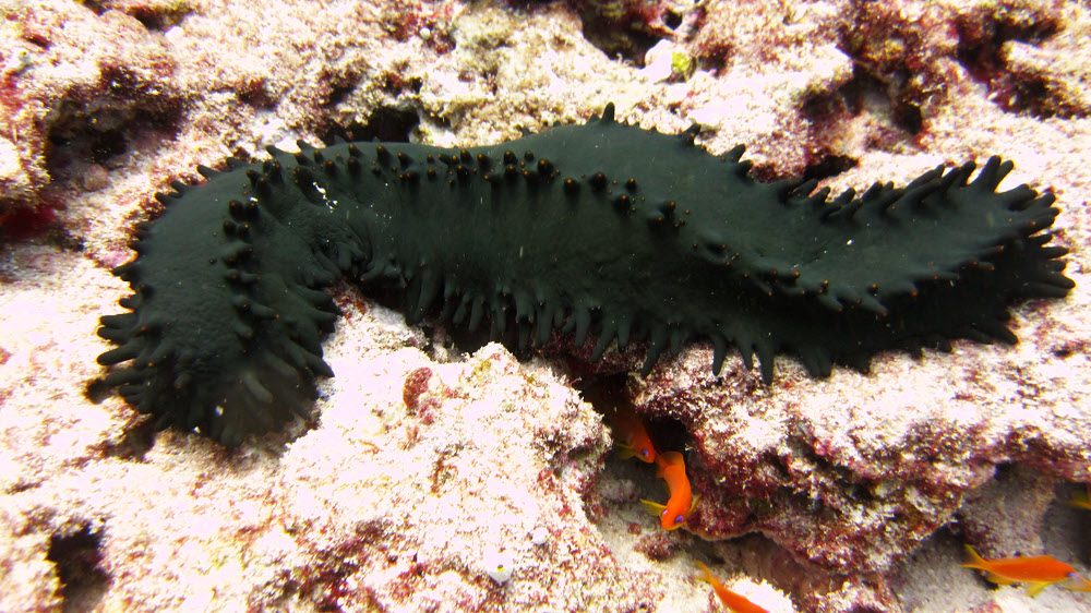 A big (30cm) Dark green sea cucumber (Stichopus chloronotus) at Thudufushi Tilla. Each protrusion is tipped with orange.