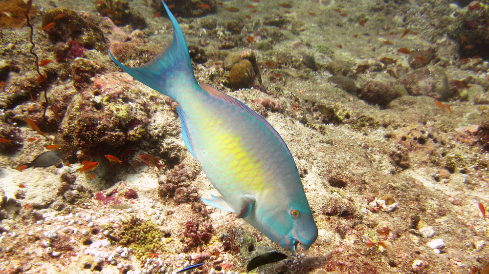 This is probably a Redlip parrotfish (Scarus rubroviolaceus) attacking the coral by scraping away at it with its hard beak.
		    It's difficult to identify Parrotfish, as there are dozens of similar species.