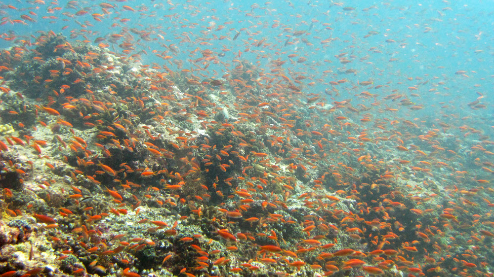 Clouds of Anthias cover the reeftops in places, here at Himandoo Tilla...